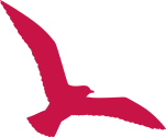 vogel vogel